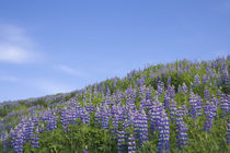 Lavender on the meadow, Iceland von Danita Delimont