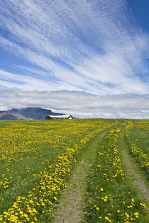 House on the meadow of wild flowers, Iceland by Danita Delimont