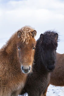 Icelandic Horse in winter on Iceland von Danita Delimont