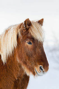 Icelandic Horse in winter on Iceland by Danita Delimont