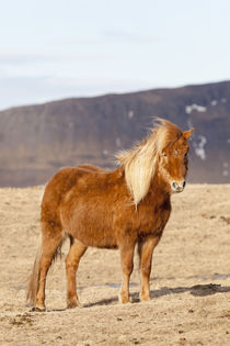 Icelandic Horse in winter on Iceland von Danita Delimont