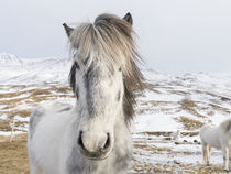Icelandic Horse, Iceland by Danita Delimont