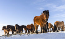 Icelandic Horse, Iceland von Danita Delimont