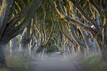 Misty dawn at Beech tree-lined road known as the Dark Hedges... von Danita Delimont
