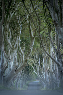 18th Century Beech Tree lined road known as the Dark Hedges ... von Danita Delimont