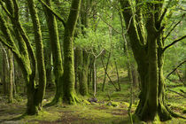 Mossy trees near Torc Waterfalls, Killarney National Park, C... by Danita Delimont