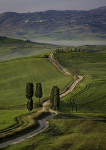 Cypress trees and winding road to villa near Pienza, Tuscany, Italy by Danita Delimont