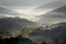Italy, Tuscany, Foggy Morning von Danita Delimont