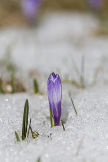 Spring-Crokus in Alps during snow melt by Danita Delimont