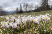 Spring-Crokus in Alps during snow melt von Danita Delimont