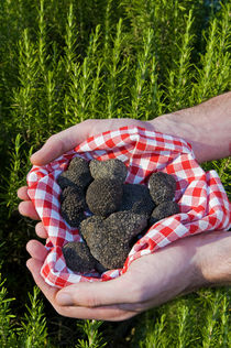 Hands holding a Summer black truffles, and rosemary behind, M by Danita Delimont