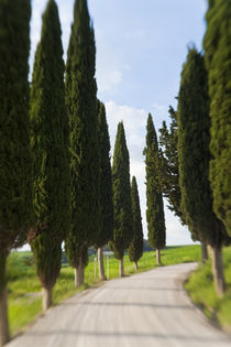 Winding Road, Tuscany, Italy von Danita Delimont