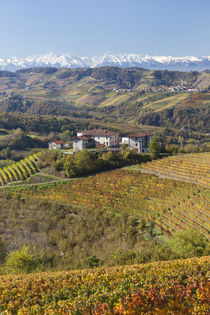 Vineyards, nr Alba, Langhe, Piedmont, von Danita Delimont