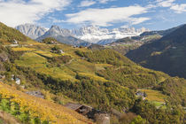 Vineyards near Bolzano, Trentino-Alto Adige/Suedtirol, Italy by Danita Delimont