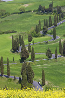 Winding Road, Tuscany, Italy von Danita Delimont