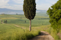Val d'orcia, Tuscany, Italy by Danita Delimont