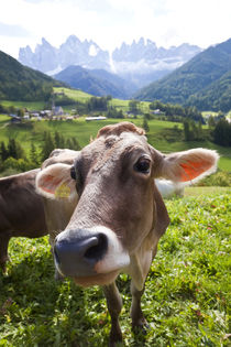 Cow in valley, Italy, near Bolzano, Val di Funes, St by Danita Delimont