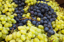 Harvested Fresh Grapes from the Tuscan Fields von Danita Delimont