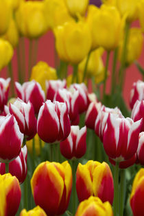 Tulips in Keukenhof, Lisse, Netherlands by Danita Delimont