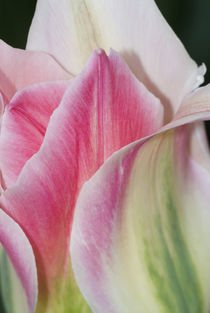 Florissa Tulip Close up von Danita Delimont