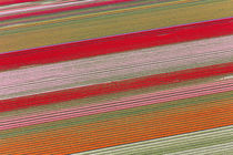 Tulip fields, North Holland, Netherlands by Danita Delimont