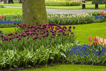 A manicured flower garden of tulips and grape hyacinths von Danita Delimont