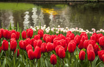 Cluster of tulips in reds and whites with colorful reflectio... by Danita Delimont