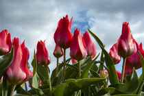 A bunch of red tulips rising up to the blue sky after a rain by Danita Delimont
