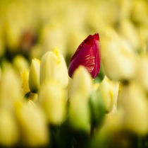 One red tulip growing amongst all a field of all yellow. von Danita Delimont