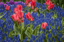 Tulips growing amidst clusters of grape hyacinths von Danita Delimont