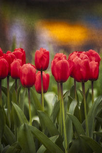 Red Tulips in foreground with lake and yellow flower reflect... by Danita Delimont