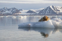 Norway, Svalbard by Danita Delimont