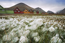 Norway, Svalbard, Longyearbyen von Danita Delimont