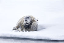 Norway, Svalbard, pack ice, Bearded Seal on ice. by Danita Delimont