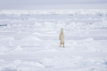 Norway, Svalbard, pack ice, polar bear standing. by Danita Delimont