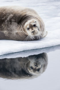 Norway, Svalbard, pack ice, Bearded Seal on ice. von Danita Delimont