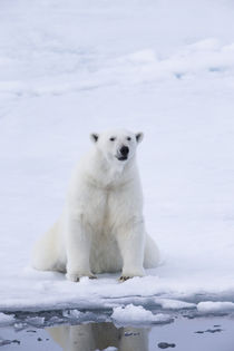 Norway, Svalbard, pack ice, female polar bear . von Danita Delimont