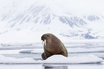 Arctic, Norway, Svalbard, Spitsbergen, pack ice, walrus Walr... by Danita Delimont