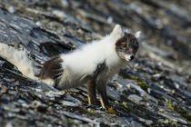 Svalbard. Barentsoya. Freemansundet. Arctic fox in a mixed c... by Danita Delimont