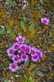 Svalbard. Bellsund. Camp Millar. Purple saxifrage . by Danita Delimont