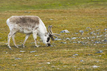 Svalbard. Bellsund. Camp Millar. Svalbard reindeer grazing. von Danita Delimont