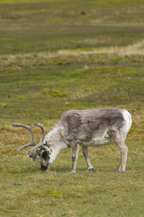 Svalbard. Bellsund. Camp Millar. Svalbard reindeer grazing. von Danita Delimont