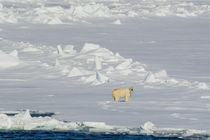 Svalbard. Hinlopen Strait. Polar bear walking on the drift ice. von Danita Delimont