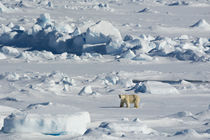 Svalbard. Hinlopen Strait. Polar bear walking on the drift ice. by Danita Delimont