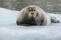 Svalbard. Krossfjord. 14th of July glacier. Bearded seal on ... von Danita Delimont