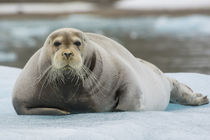 Svalbard. Krossfjord. 14th of July glacier. Bearded seal on ... von Danita Delimont
