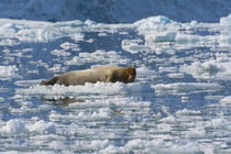 Svalbard. Hornsund. Burgerbutka. Bearded seal resting on an ice floe. by Danita Delimont