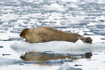 Svalbard. Hornsund. Burgerbutka. Bearded seal resting on an ice floe. von Danita Delimont