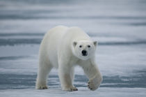 polar bear, Ursus maritimus, adult travels the sea ice in se... von Danita Delimont