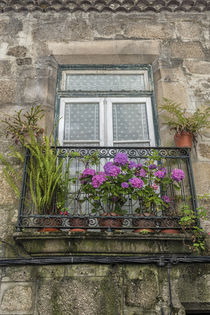 Portugal, Guimaraes, flowers on balcony outside window von Danita Delimont